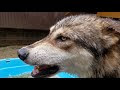 【印刷可能】 ハスキー かっこいい オオカミ 141242