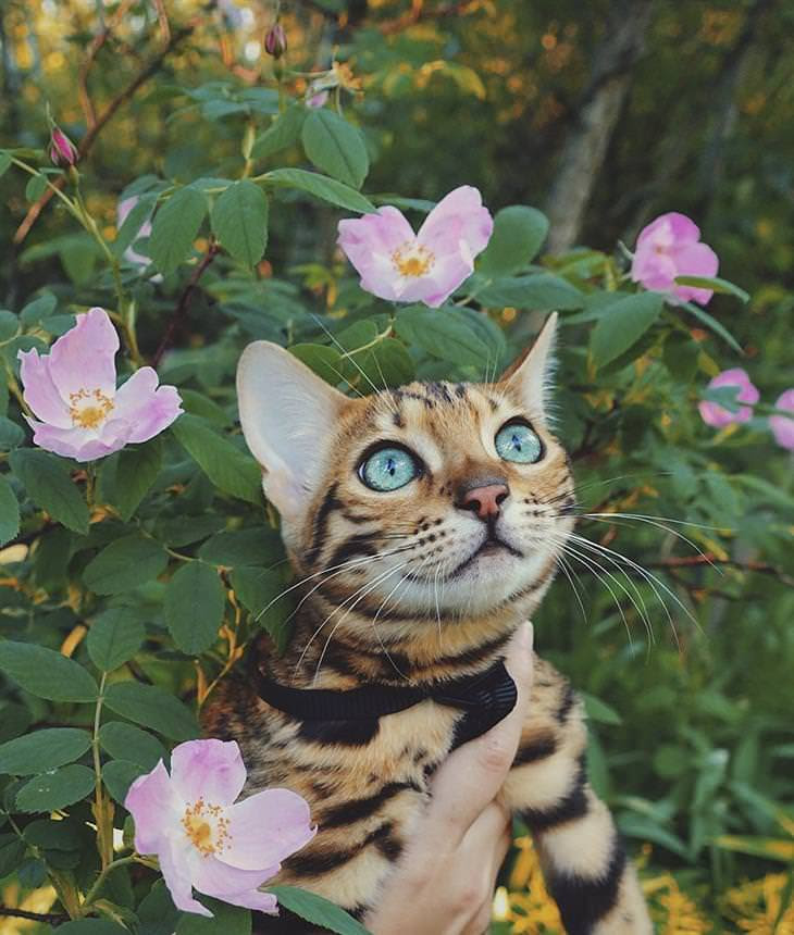gato