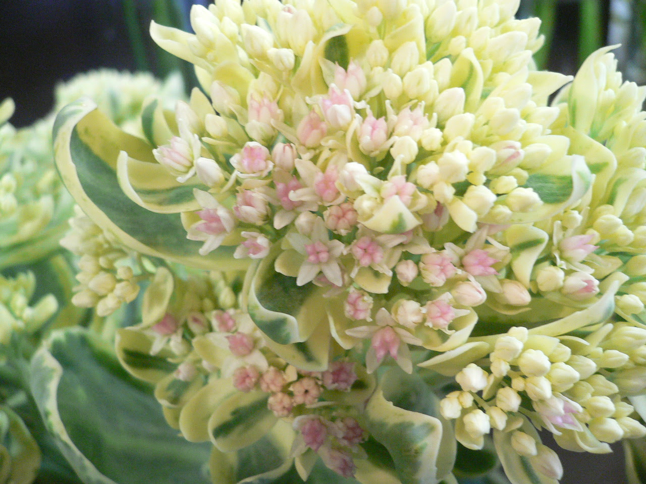 セダム 帯広市 花屋 お花の事ならm S Flower