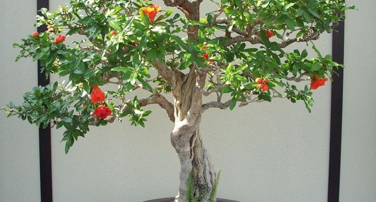 melograno, bonsai, alberi