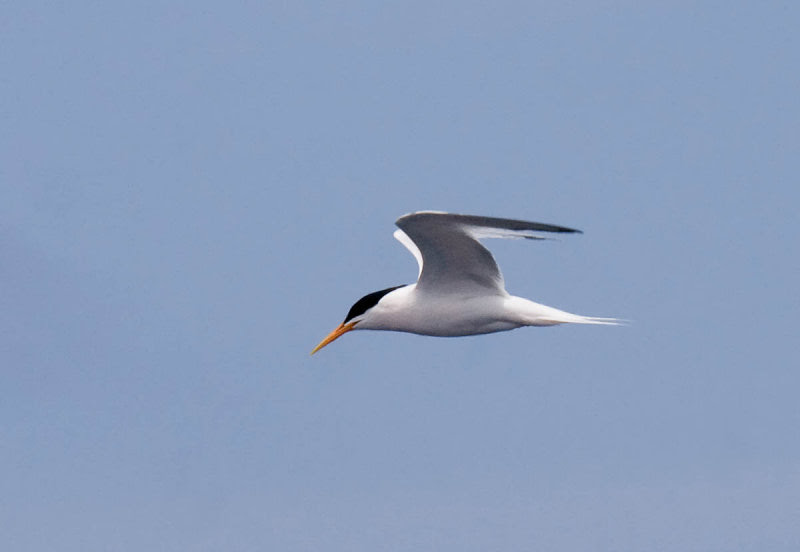 Elegant Tern Elegant Tern