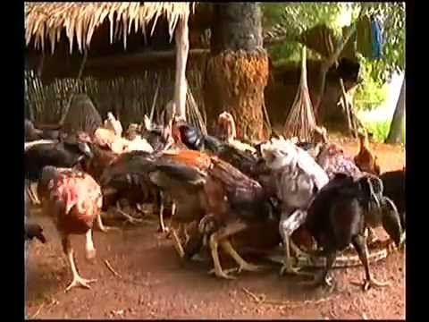 how to feed chicken in cambodia 