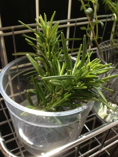 ハーブ栽培 室内でやれるとこまで ローズマリー日記 室内栽培開始 根が出るまでは水挿しで
