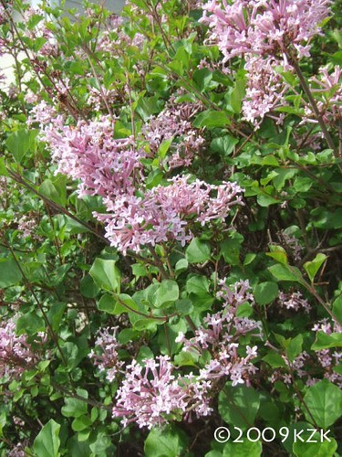 Dwarf Korean Lilacs