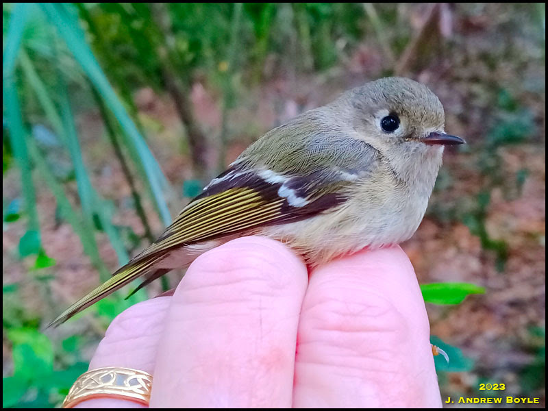Ruby-crowned Kinglet Ruby-crowned Kinglet