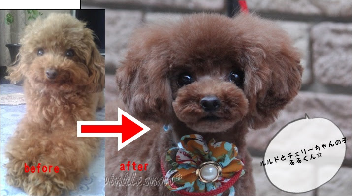16年02月の記事 可愛いポメラニアン専門ブリーダーのブログ 子犬情報 Twinklesnow犬舎 東北 岩手 盛岡