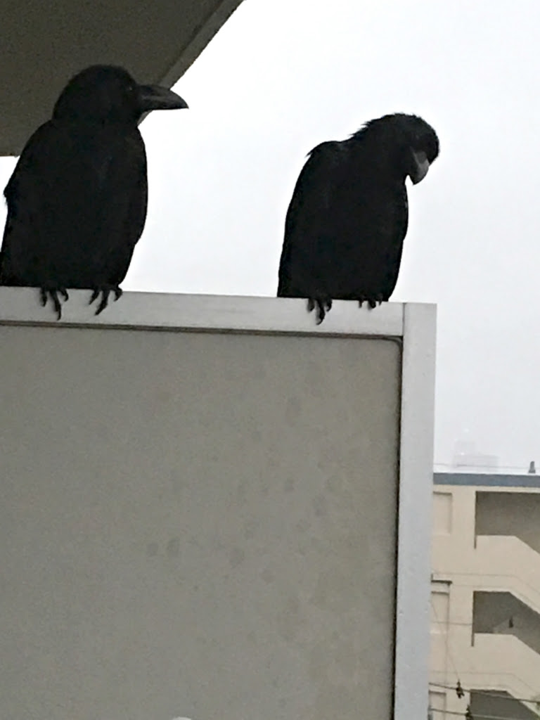 カラスはハンガーが大好き オカメ鑑別師の家にカラスが来た 春は鳥たちの恋の季節 オカメ鑑別師 オカメインコと羊毛ライフ