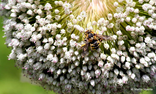 Madrid, botánico, junio 2010