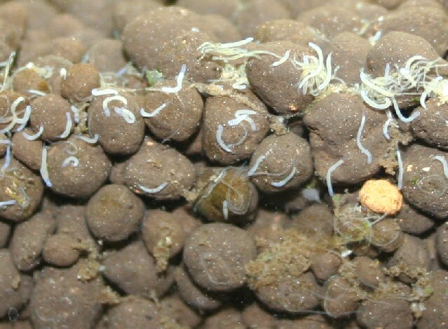 糸ミミズ 徒然なるままに 楽天ブログ