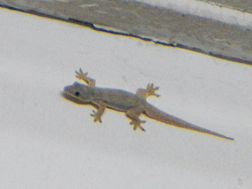 Lizards are common