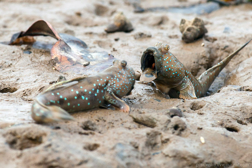 Mudskipper14