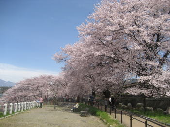 甲州 勝沼の花競演 甲州 勝沼の４月は桜と桃と菜の花が咲き乱れる一年で一番美しい季節です 中央高速の勝沼icを下り ブドウ畑の中を緩やかに登って行くと 勝沼ブドウ卿駅があります ブドウ畑を見下ろす線路沿いの公園には この時を待ってい