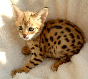 Savannah Cat Breeders  Savannah Cats, Bengal Cats For Sale