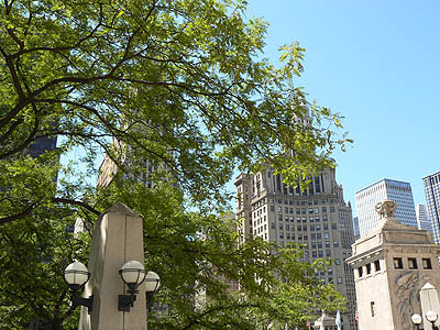 michigan avenue bridge arbres.jpg