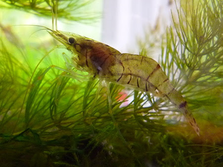 スジエビのいる生活