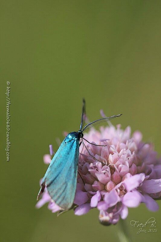 Jordanita sp ♂