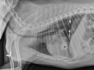 Diagnosing Megaesophagus In Dogs And Cats