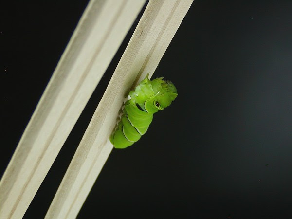 アゲハの幼虫