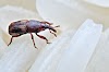 Brown Reddish Bugs In Kitchen Cabinets