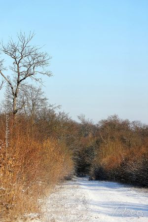 IMG_4068-signée
