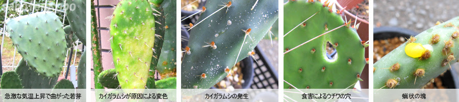 サボテン工房