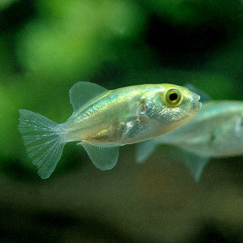 アベニーパファー 淡水フグ の飼育方法 水槽立ち上げ方法まとめ 製品選び 寿命 体長 繁殖 水温 代表的な種類など 丨 Aqua Data アクアデータ
