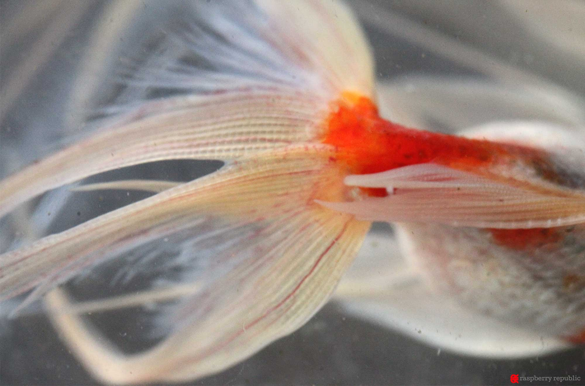 ケーススタディ 瀕死の金魚の尾腐れ病 赤班病治療例 後編 金魚飼育マニュアル 木苺共和国