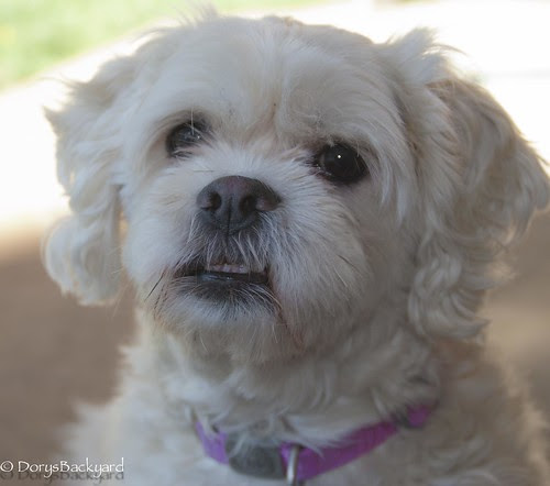 DogBlogWE101512-4