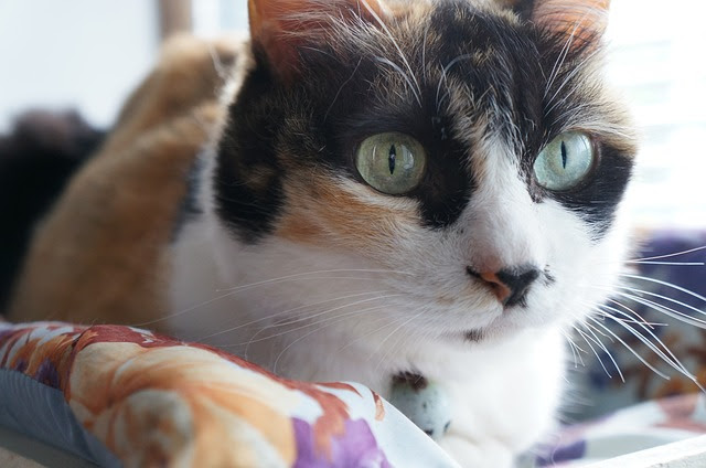 最新版 猫の名前の和風ランキングトップ10 たま はランク外に 猫になりたい 猫 パラダイス