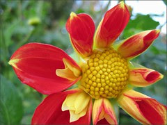 Young Collerette Dahlia