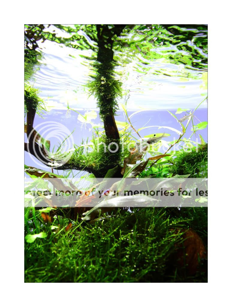 Saintlys 60cm nature aqurium  AquaScaping World Forum