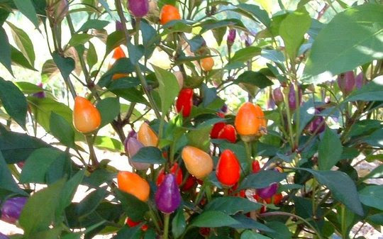 Bolivian Rainbow : Grows on You