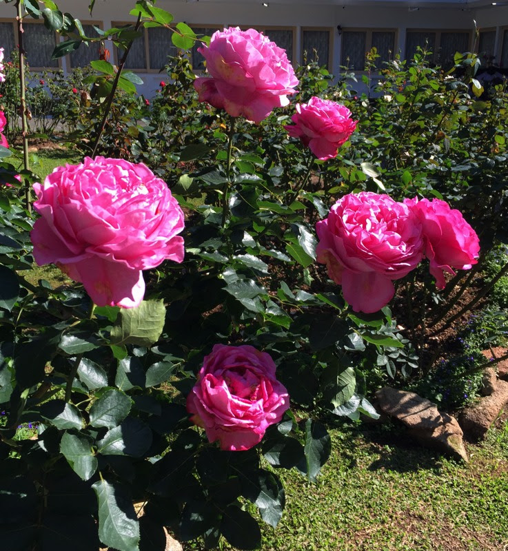 'Yves Piaget ' Rose Photo