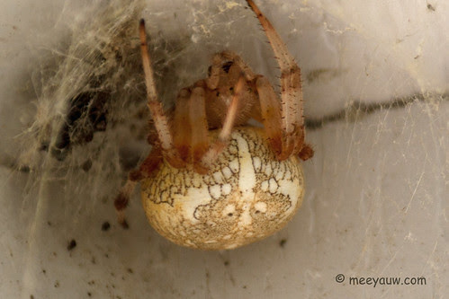 Marbled Orbweaver spider  02.jpg