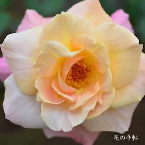 バラ アブラカダブラ Rose Abracadabra ハイブリットティ 2500品種以上の薔薇 を作出者 交配親などのデータと美しい写真で紹介する花の手帖のwebバラ図鑑
