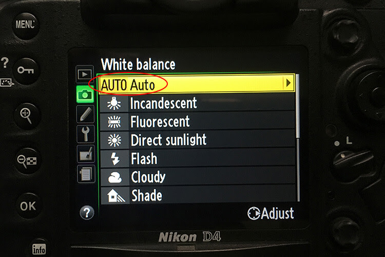 10 Must Use Bird Photography camera Settings for Beginners