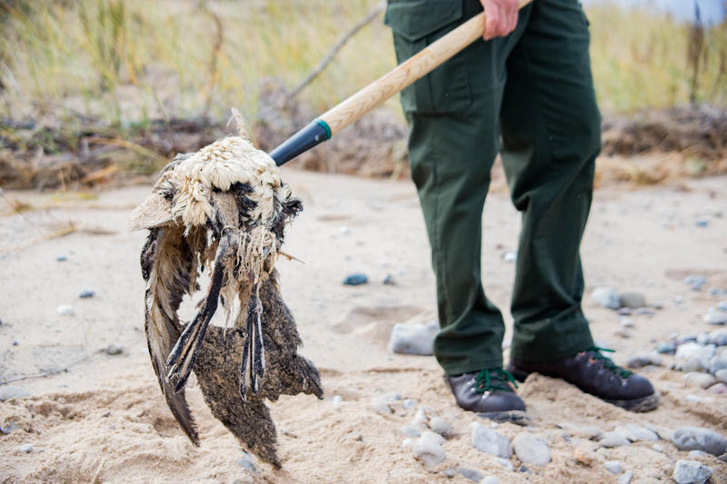 botulism lake michigan, , 5000 birds mysteriously diying in lake michigan, Toxin kills thousands of birds along Lake Michigan shoreline, botulism Toxin kills thousands of birds along Lake Michigan shoreline,