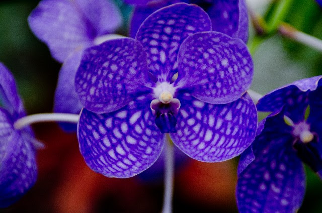 1月6日の贈り物 プレゼント