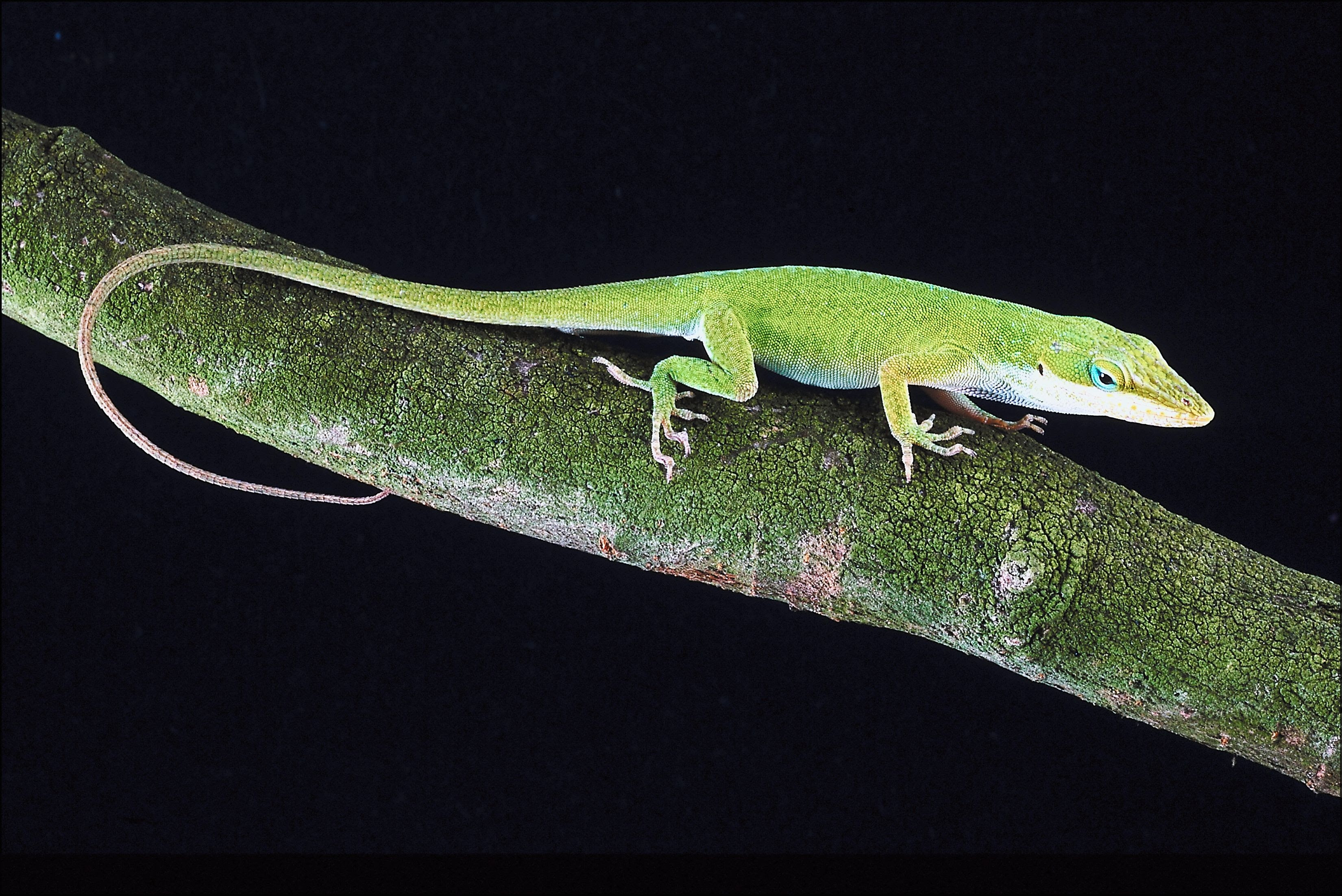 How To Take Care Of A Wild Lizard Animals Mom Com