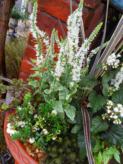 宿根ベロニカ シャーロッテ の寄せ植え 熊本の大型総合園芸店 ナーセリーズ