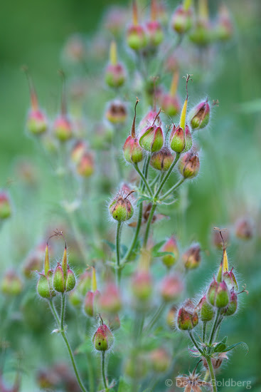 before or after the flowers