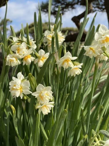 見ごろだった 満開のお花シリーズ年第一弾は城ヶ島の水仙 もうそろそろリアルクライミングバムwithわんこ 2nd