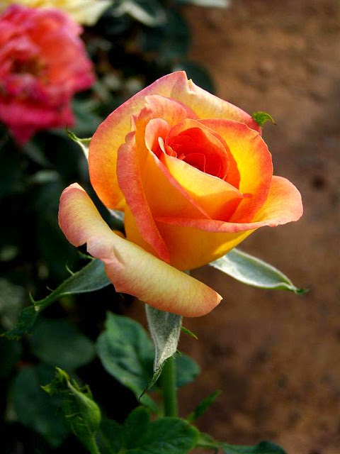 rose21