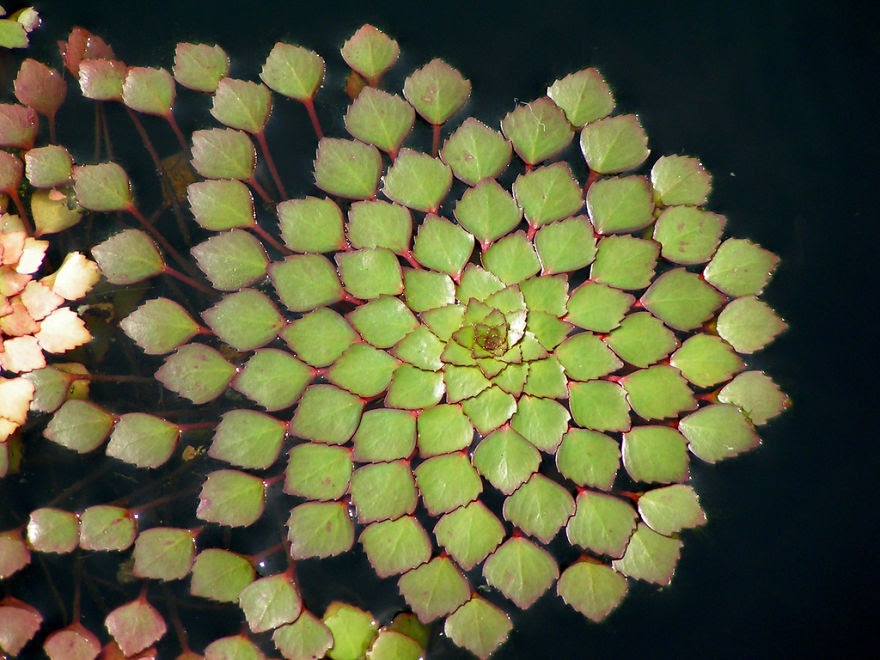 Ludwigia Sedioides