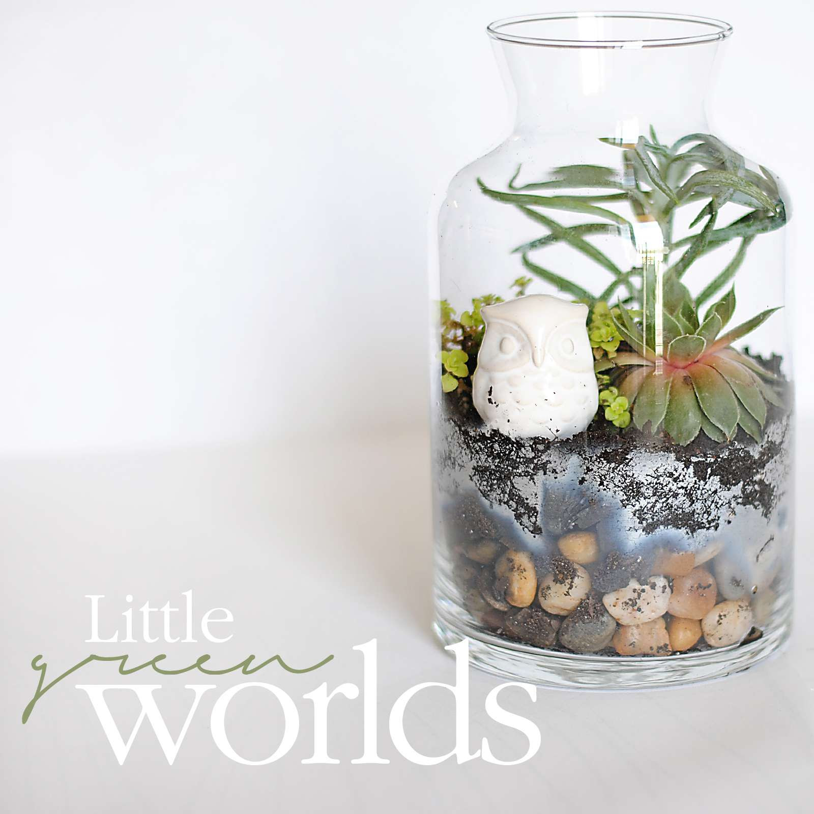 Learn how to make basic terrariums