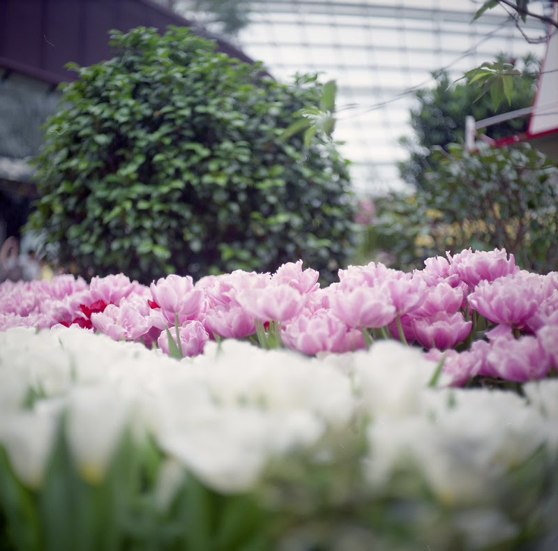 Flowers @ Tulipmania