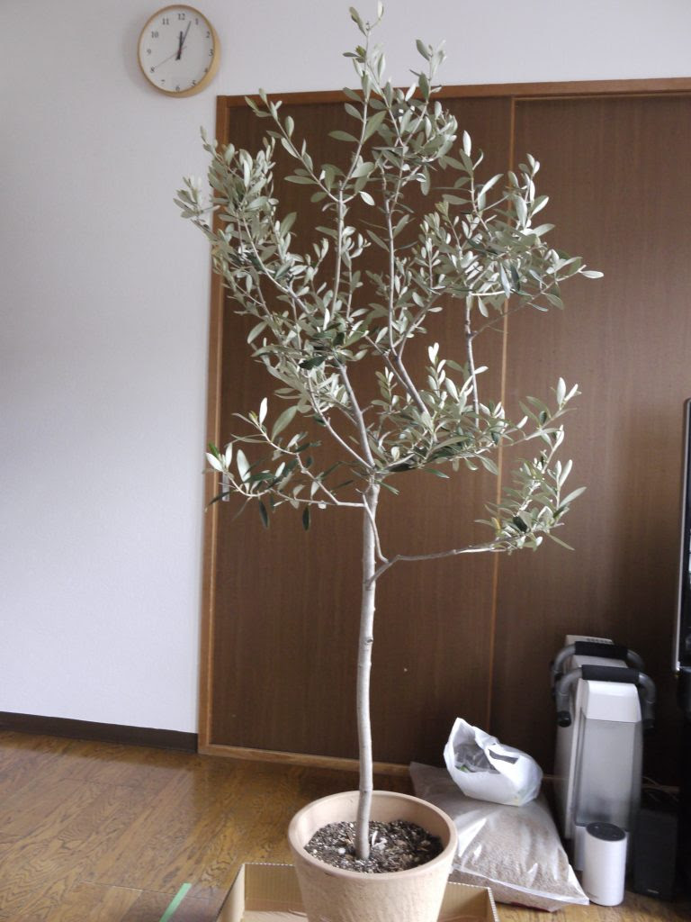 オリーブ 植え替え 18春 ぴすけの庭