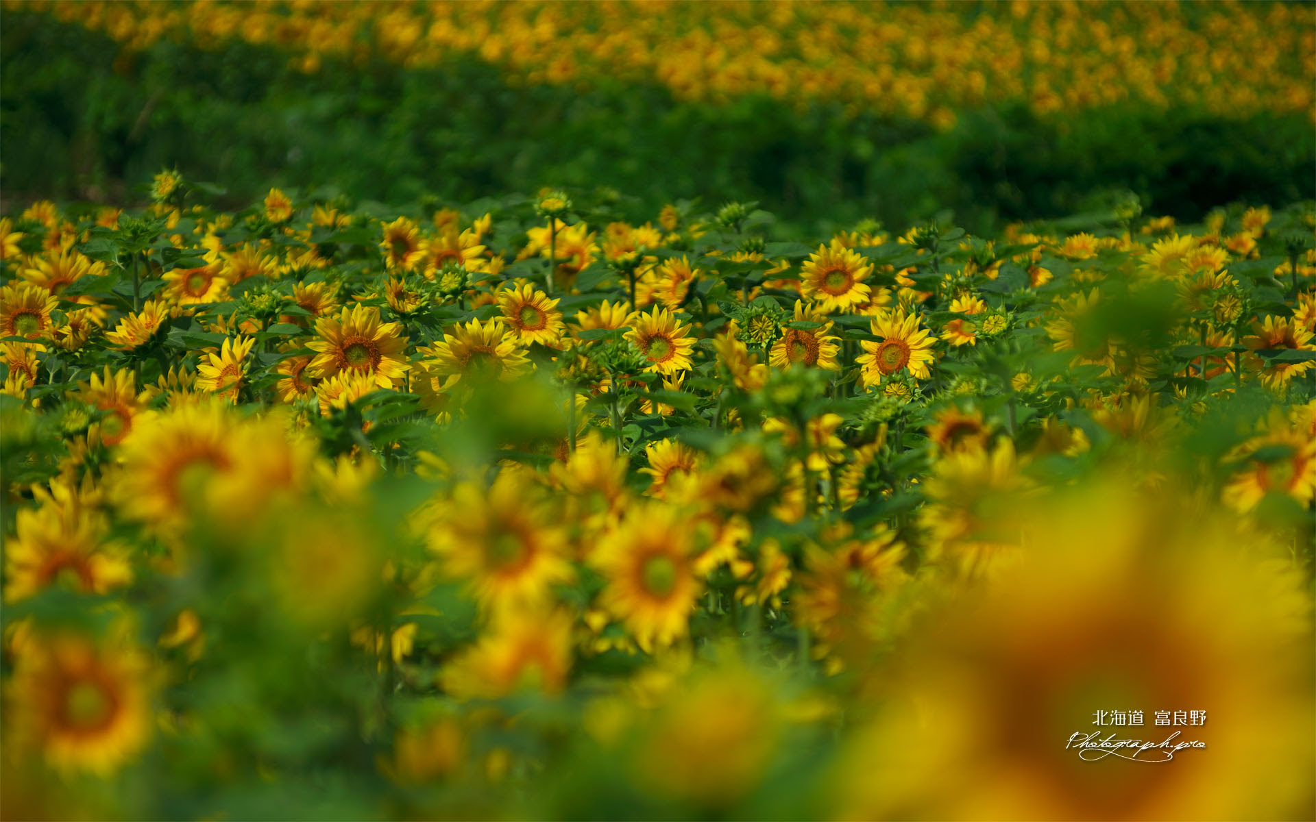 富良野のヒマワリ畑 の壁紙 19x10