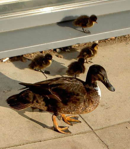 duck02