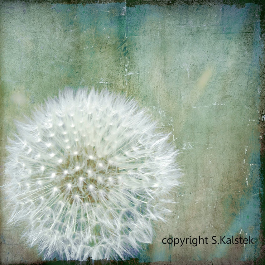 Dandelion Art Photograph Meadow Nature Blue Teal White Fluffy Dandelion Minimalist Photograph 8x8 - KalstekPhotography